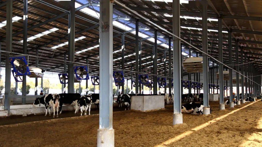 广饶养殖走向高科技奶牛用上生物发酵床