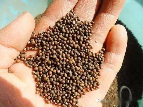 每天学一味中草药黄荆子彩图