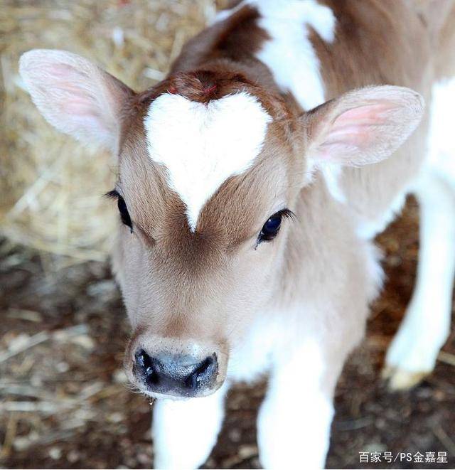 可爱的动物带有心形图案的萌萌的动物们