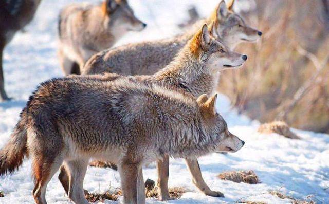 饥饿的藏獒反咬牧民，狼群感恩拼死相救，逃过一劫