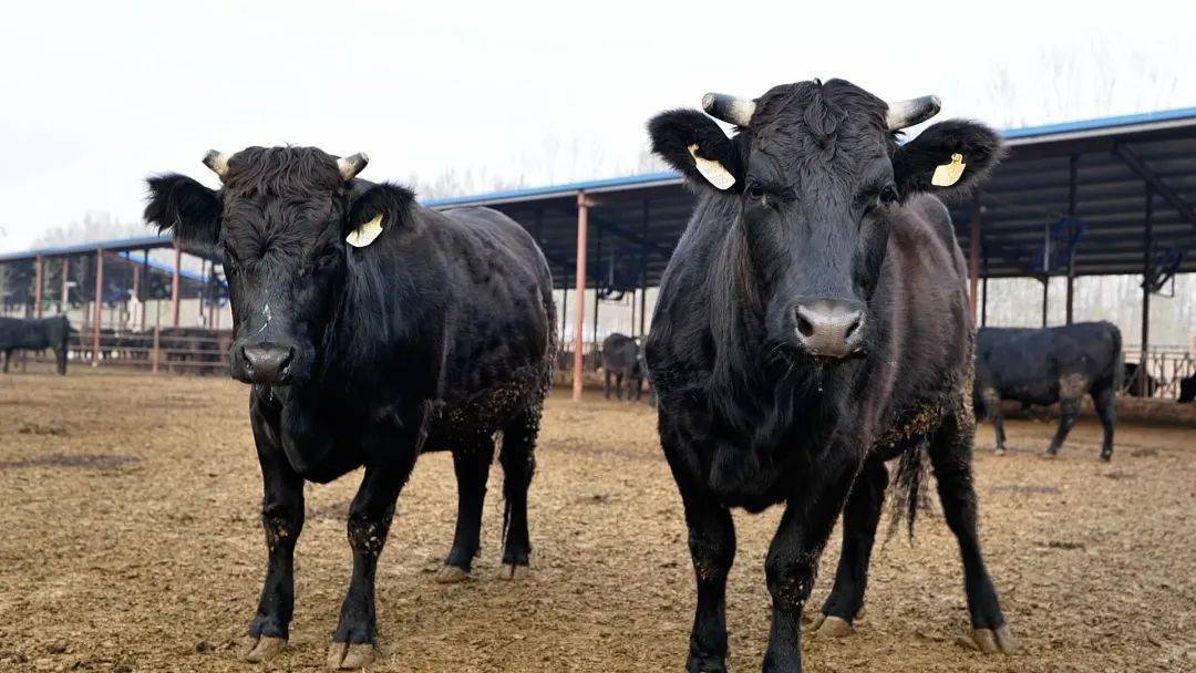 可大众货只能是大众价,勤勤恳恳的老黄牛只能处在鄙视链的底端.