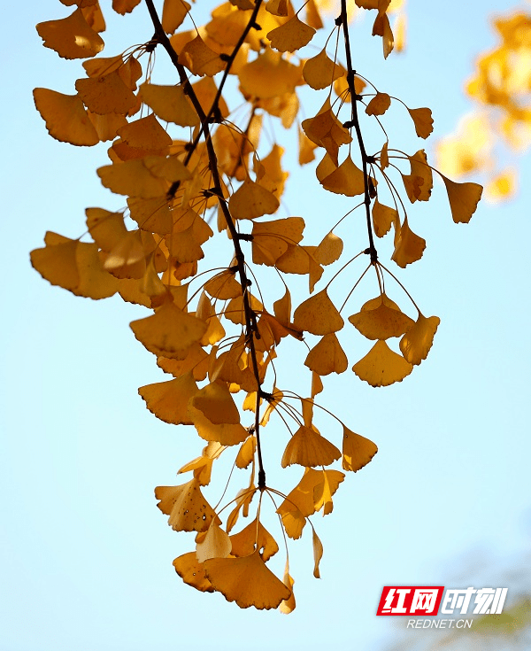 折扇|湖南新田：冬日暖阳 银杏金黄