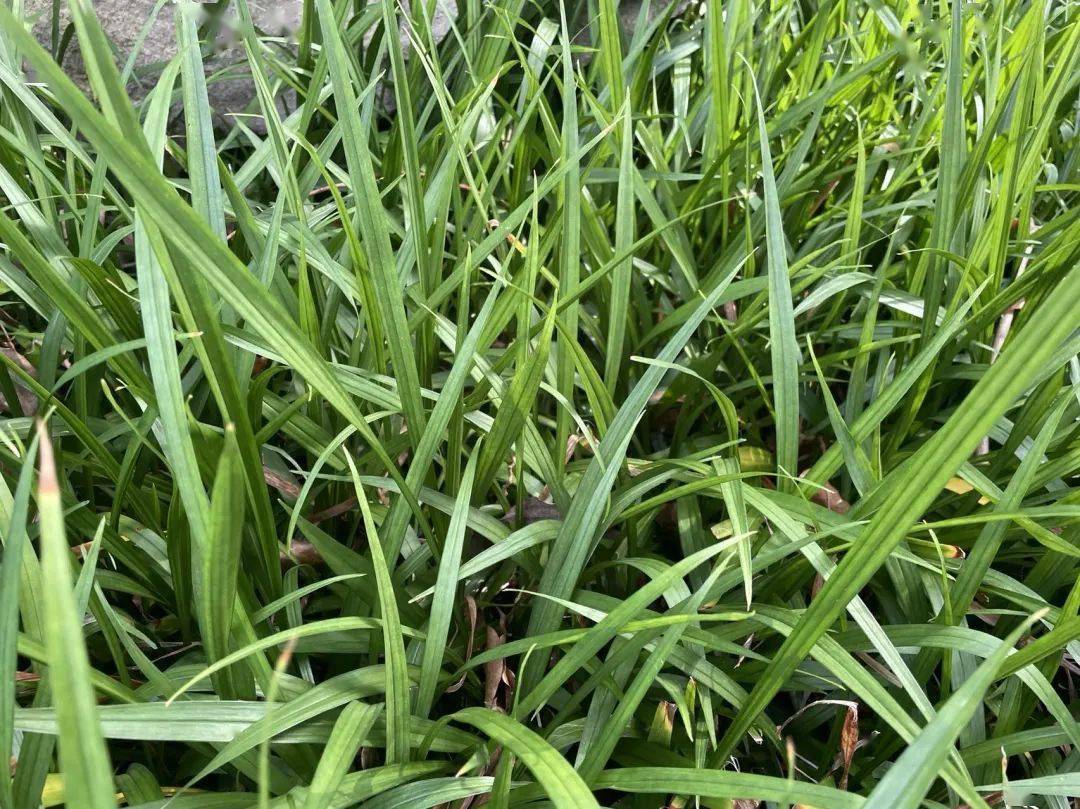 植物百科zafu的植物你都认识吗