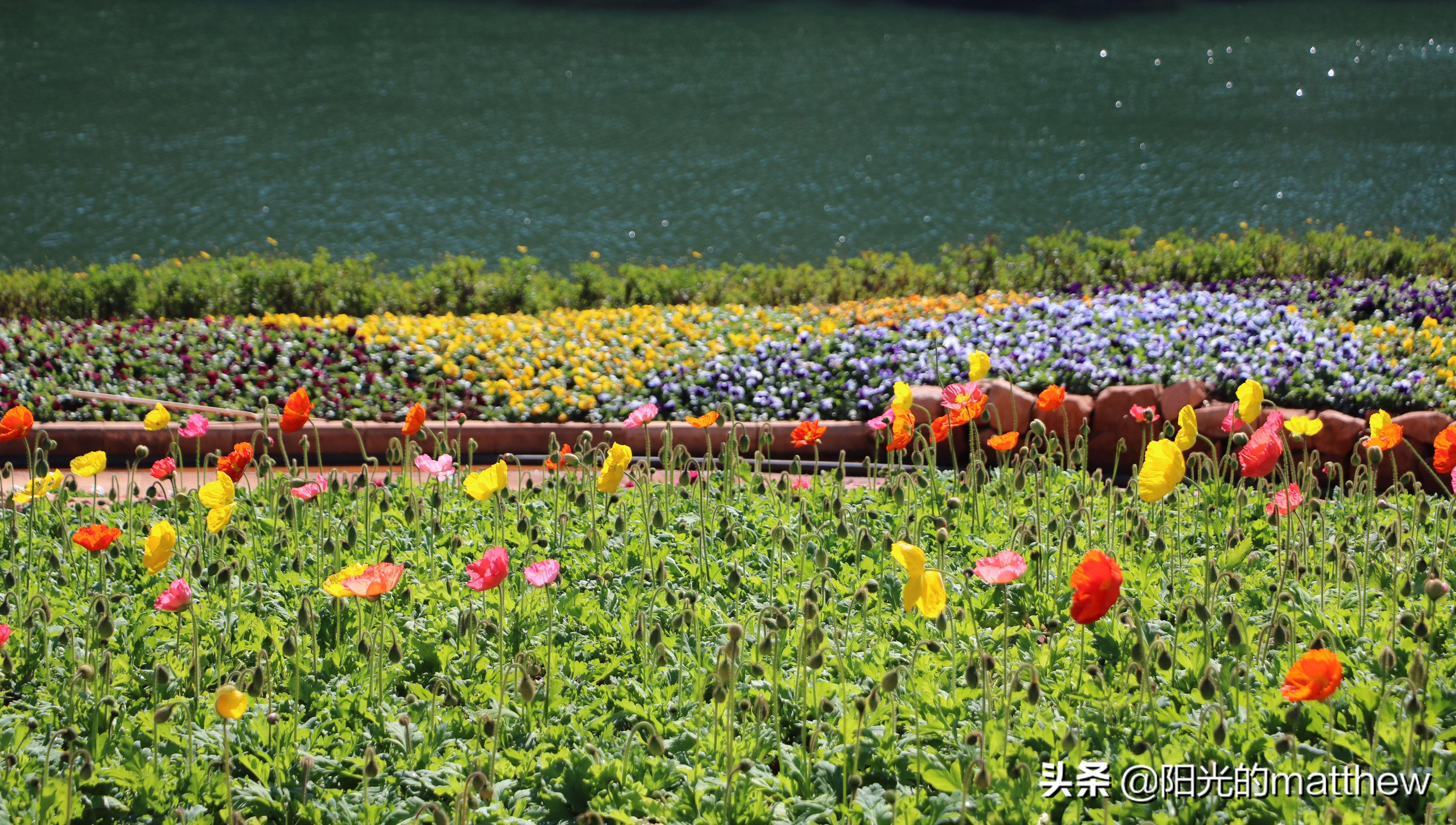 昆明花海景点图片图片