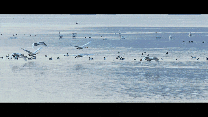 冬之恋来这里与天鹅共舞同精灵漫步