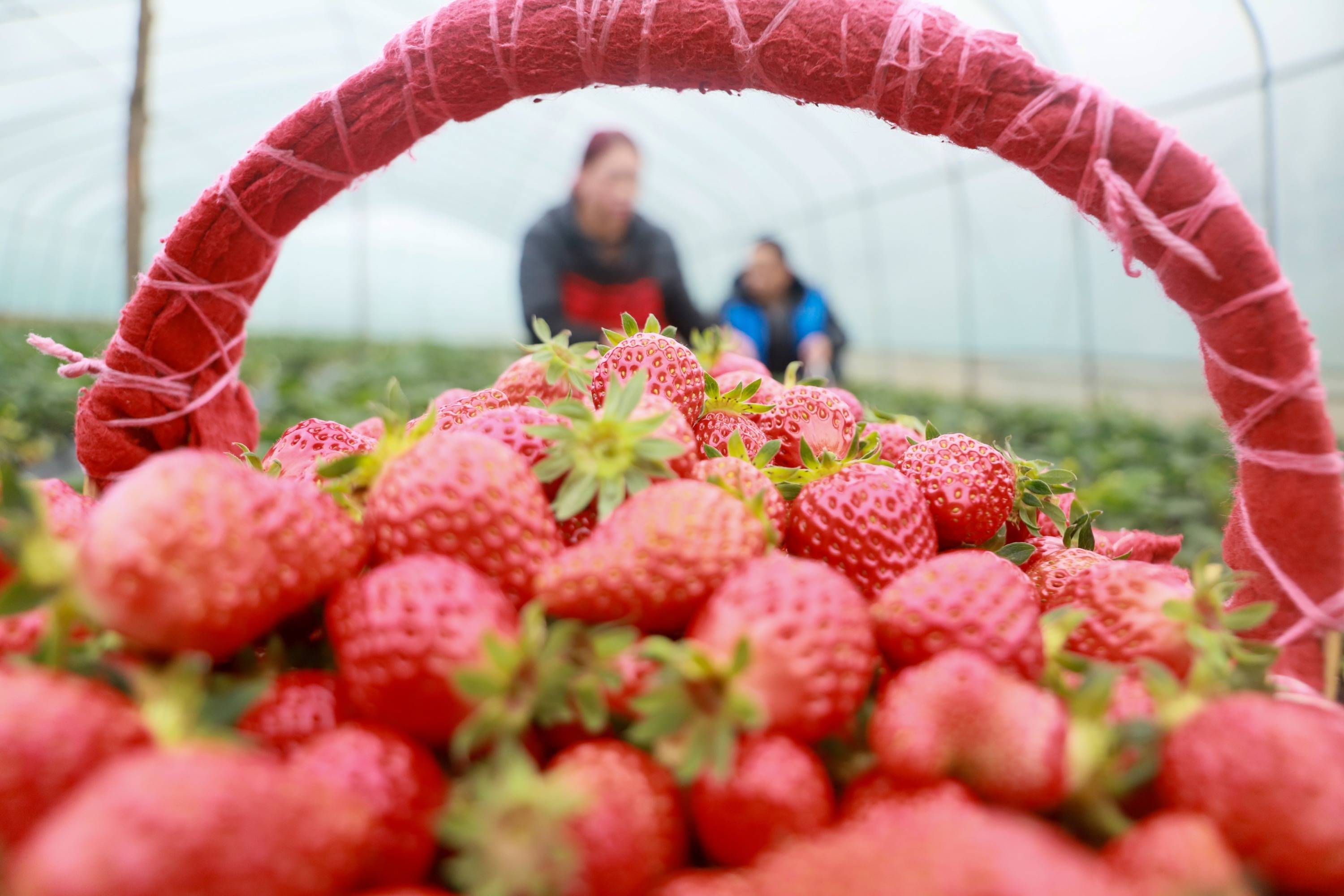 贵州黔西冬季草莓香新品上市忙