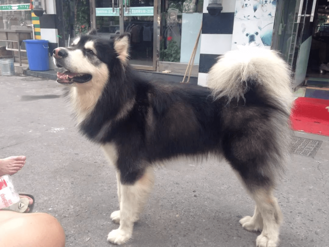 属狗人会因为什么而变得贫穷_日子_胜利_顺风