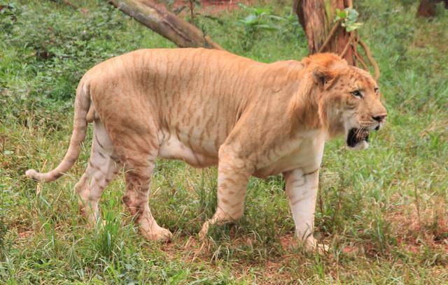 东北虎vs狮虎兽谁会赢得猫科动物重量级金腰带