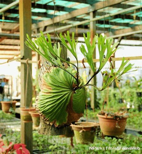 物种日历鹿角蕨之亚洲猴脑鹿角蕨platyceriumridleyi