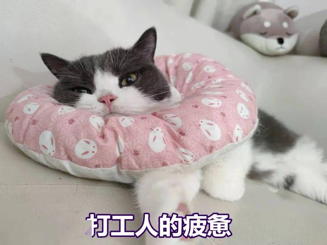 女子|给孙子织了几天棉鞋，厦门一女子肩痛得要命！医生：比肩周炎更高发……