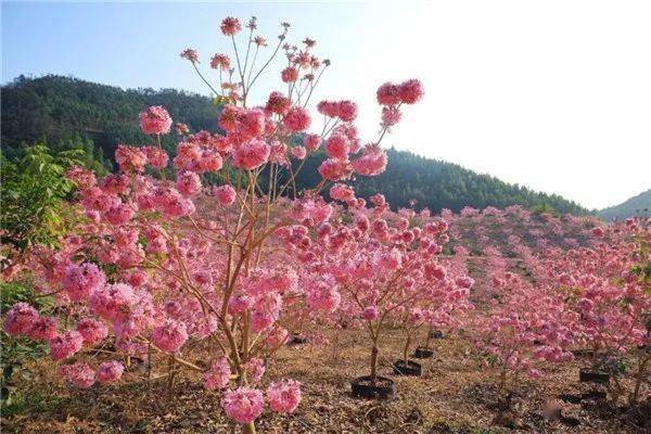 爆款6915161819紫花风铃粉嫩紫花铃木花海彩虹村
