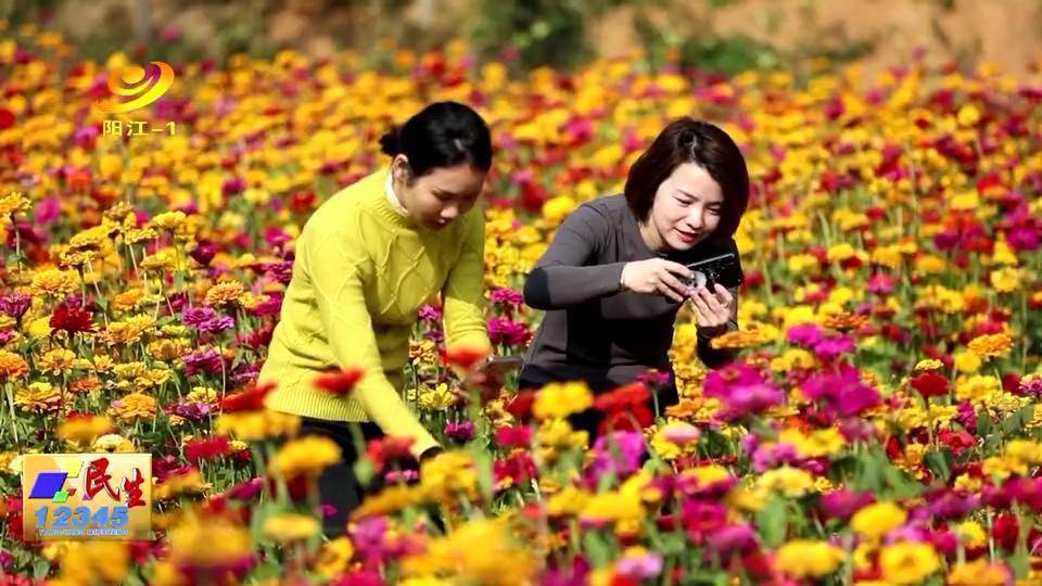 疫情|冬季到阳春春湾来看花