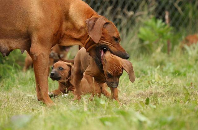母狗把幼崽叼给你是因为信任你吗那你就错了