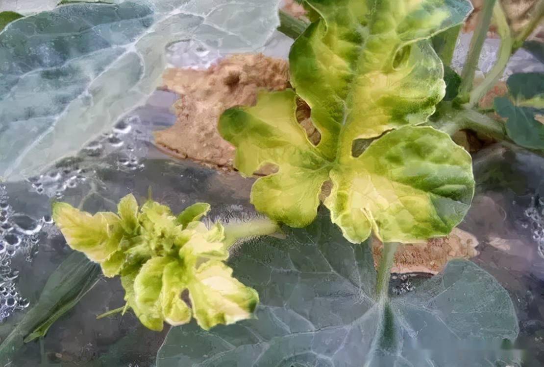 最易引起药害的农药排行榜!这些农药使用要注意