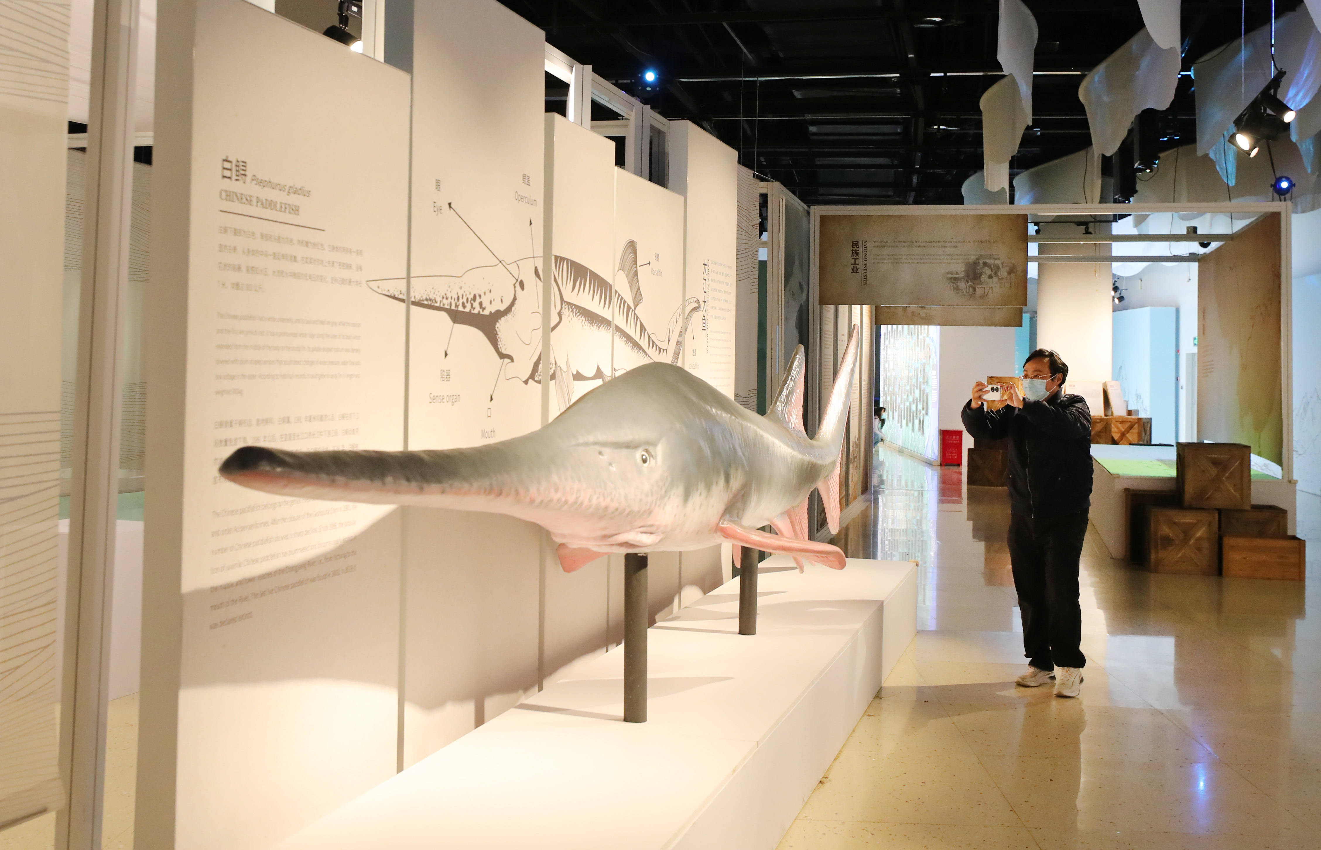 (文化)(4)长江主题科普展在上海举行_模型_新华社_白鲟