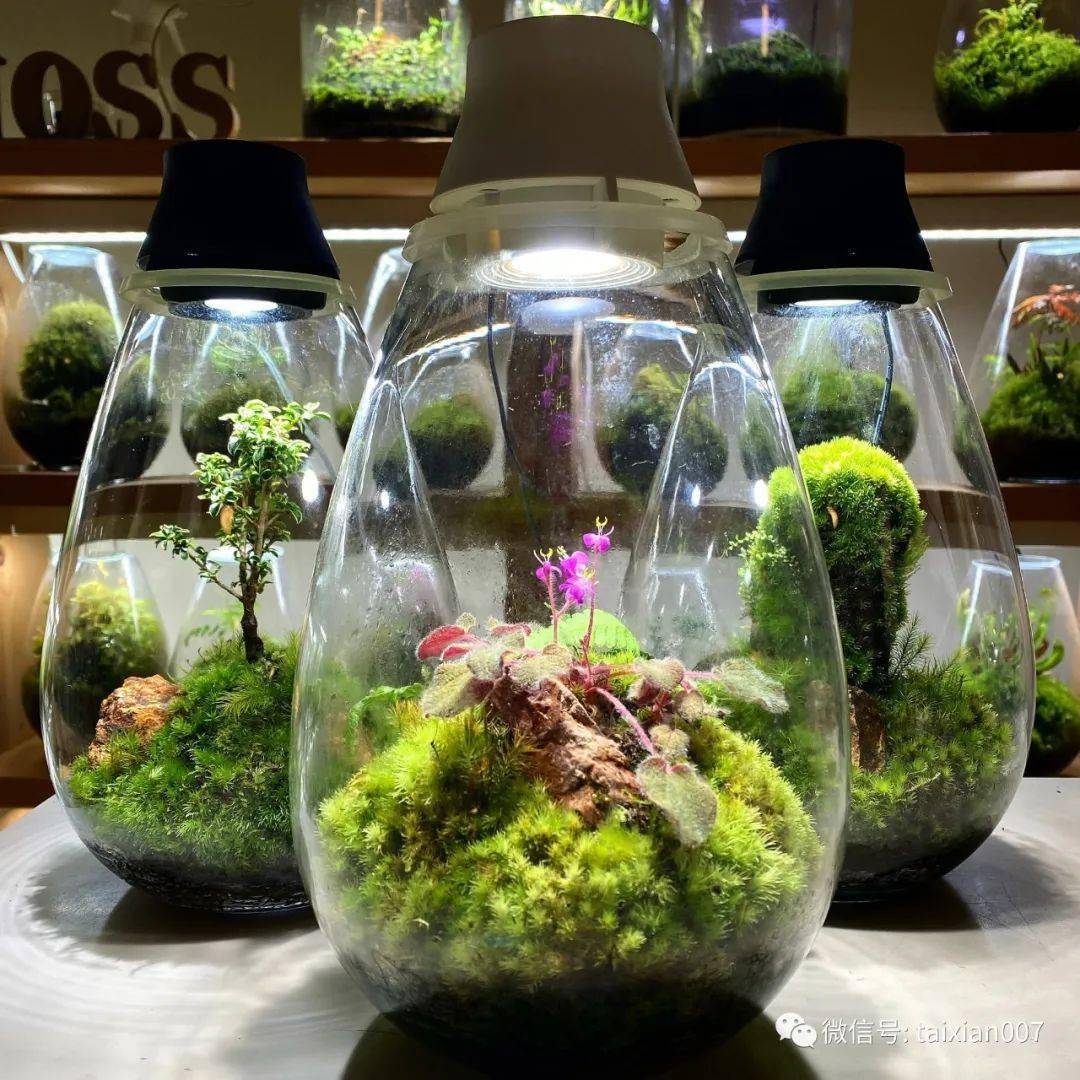 苔藓玻璃瓶微景观200款欣赏