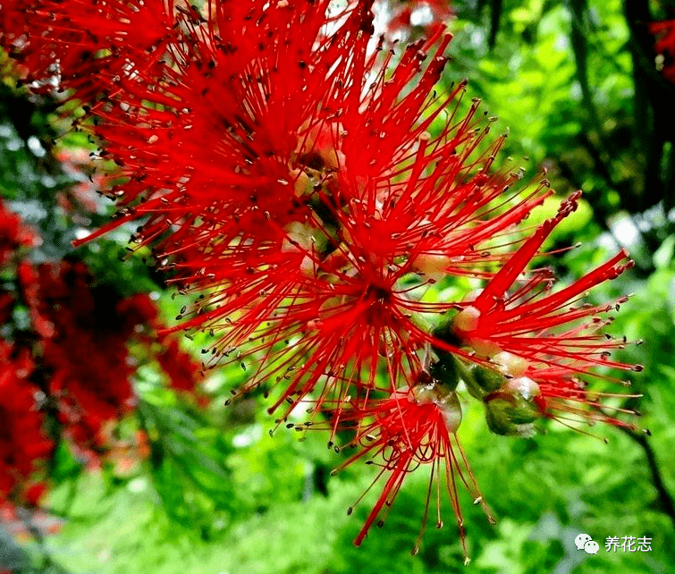 这种能开花的柳树名为 串钱柳 红彤彤 盆栽放屋里格外喜庆 植株 土壤 植物
