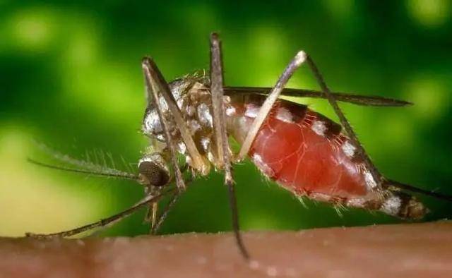 蚊子的一生蚊子是完全变态发育,一生分四个阶段:卵,幼虫,蛹,成虫