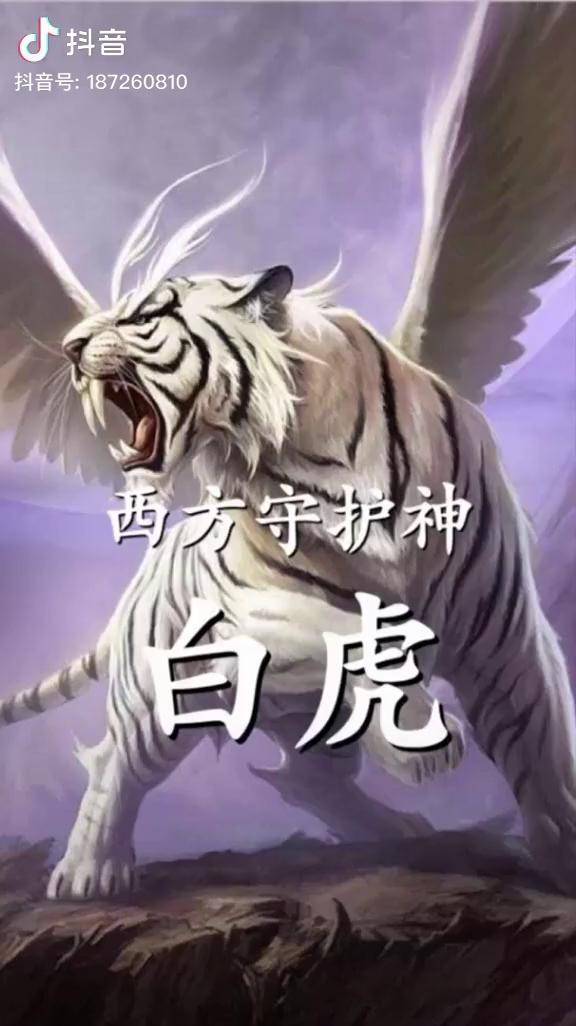 神兽白虎民间故事天之四灵白虎南方守护神道教号监兵神君也是战争杀伐