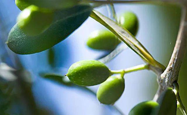 角鲨烷打底衫,润肤,抗静电,领口袖口随意剪