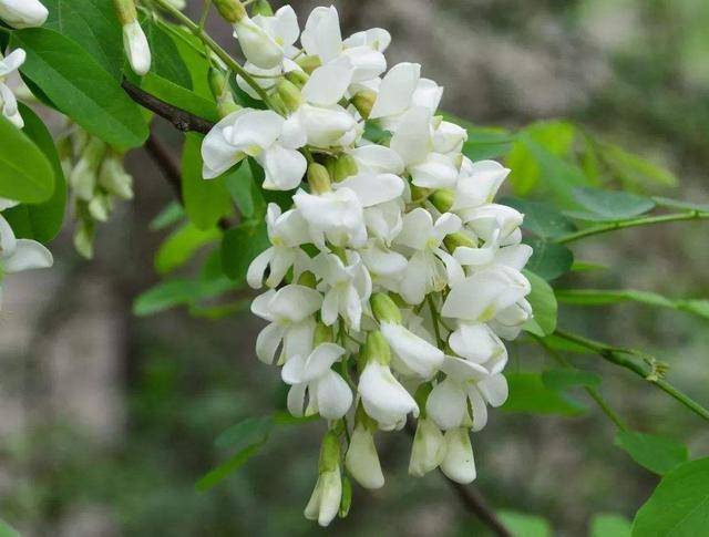自然界中有些植物的“花序”为什么不尽相同，其中有什么秘密？_洋槐_开花_木兰