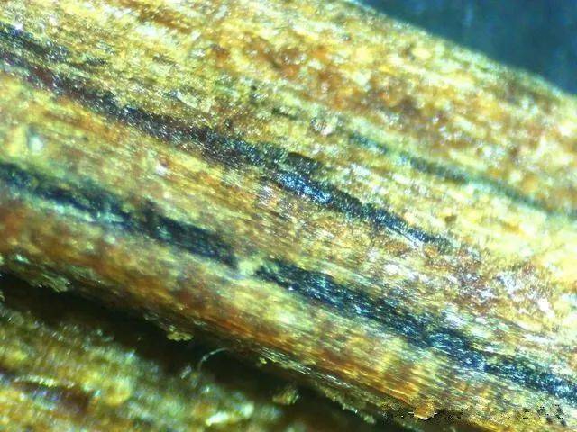 奇楠显微下的状态如果把这种"沉香"做原料切口,非常平整的截面上,也会