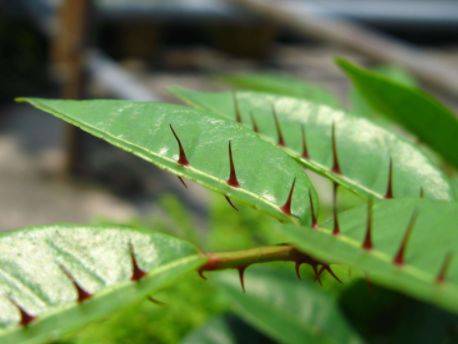 形状像花椒,味道像牙膏,不要去破坏_两面针_针刺_株型
