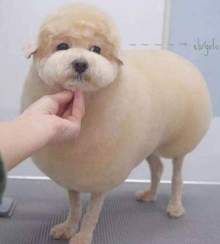 夏季泰迪狗狗短毛造型图片