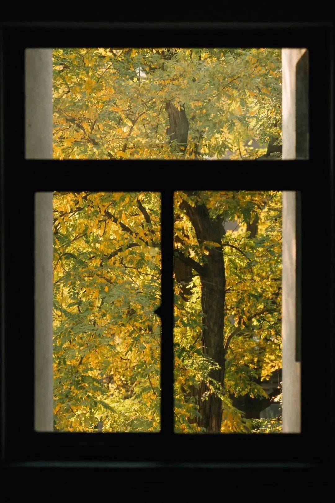 从窗户的缝隙中窥见秋日的明媚对美好事物保持热爱的内心北林之窗,历