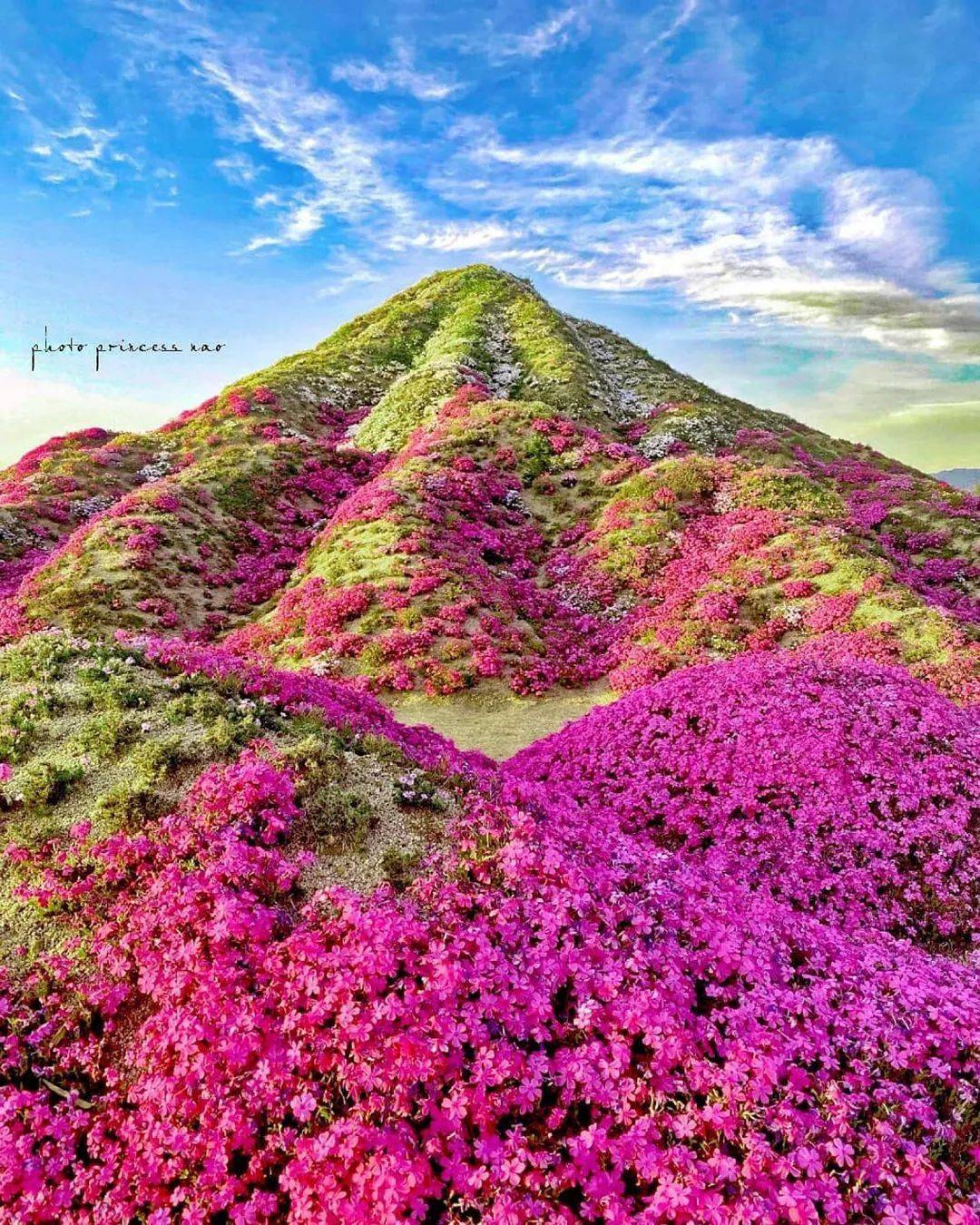 漫山遍野的山花漂亮极了