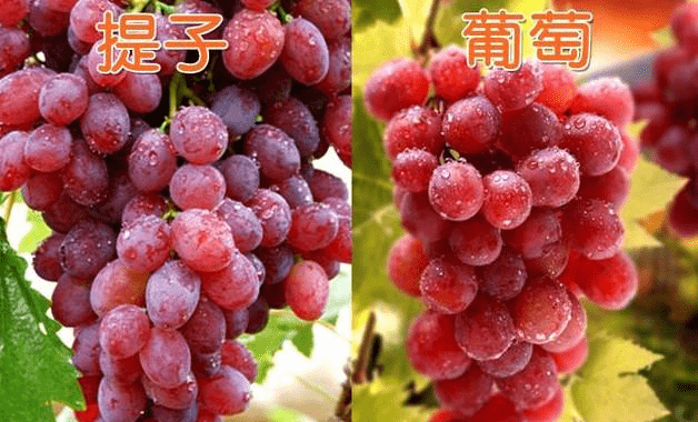 水果里的双胞胎除了名字什么都一样常吃的人也会叫错名字