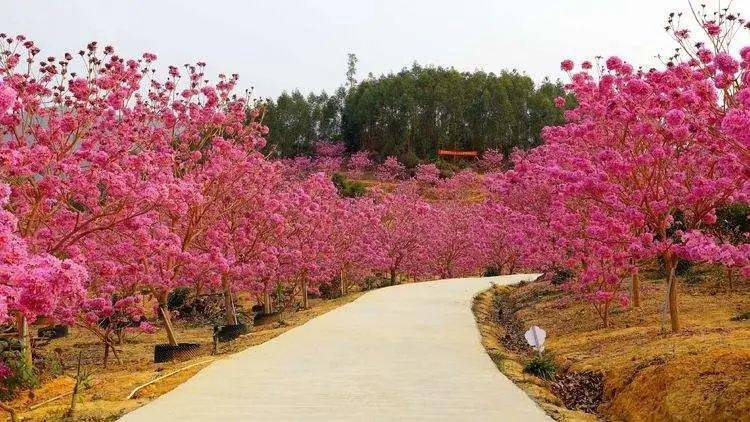 明天出发【特价99元】江门紫花风铃木盛开 千亩葵树林 江门圭峰山赏