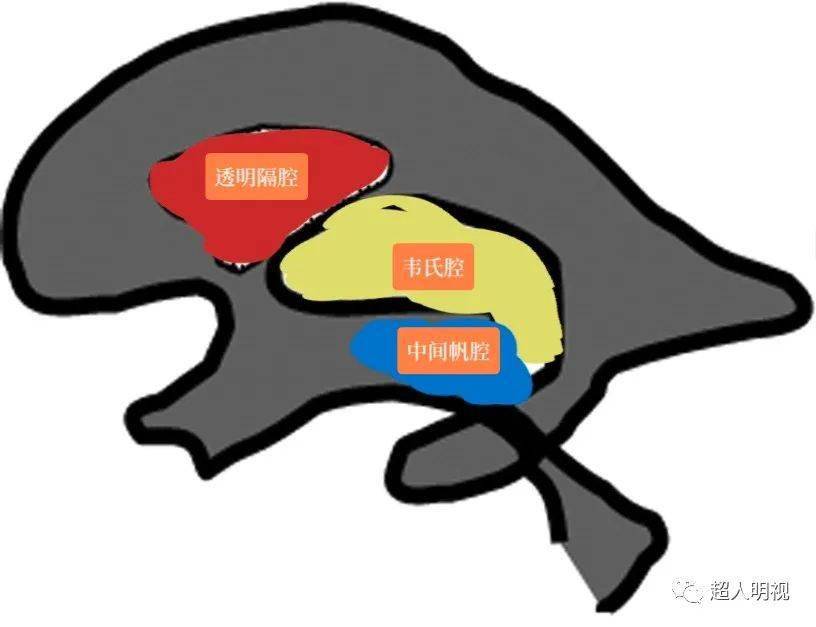 透明隔解剖图图片