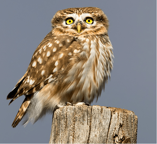 在龙川这16种常见珍稀濒危野生动物你都见过吗