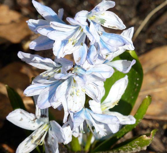 条纹海葱早春开花最早的球根之一花瓣中间有一道海蓝色条纹