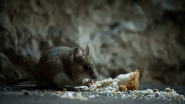 综合征|警惕！西安出现多例出血热，当地疾控提醒！