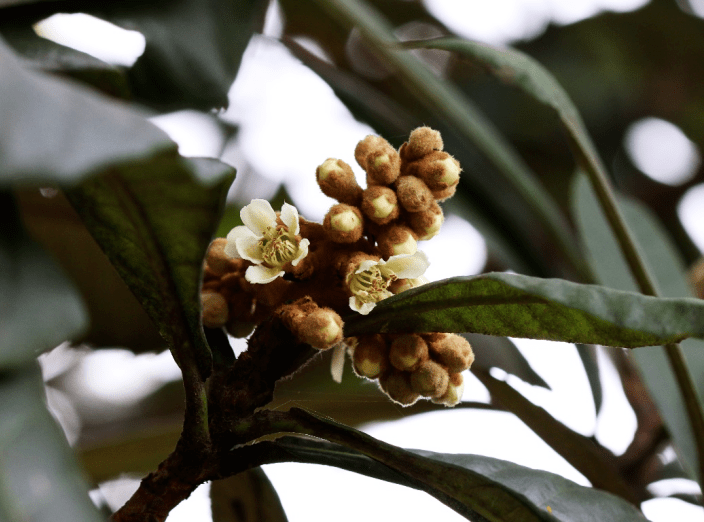 枇杷花开了 你闻到了吗 丨花花万物 植物 琵琶 张莉俊