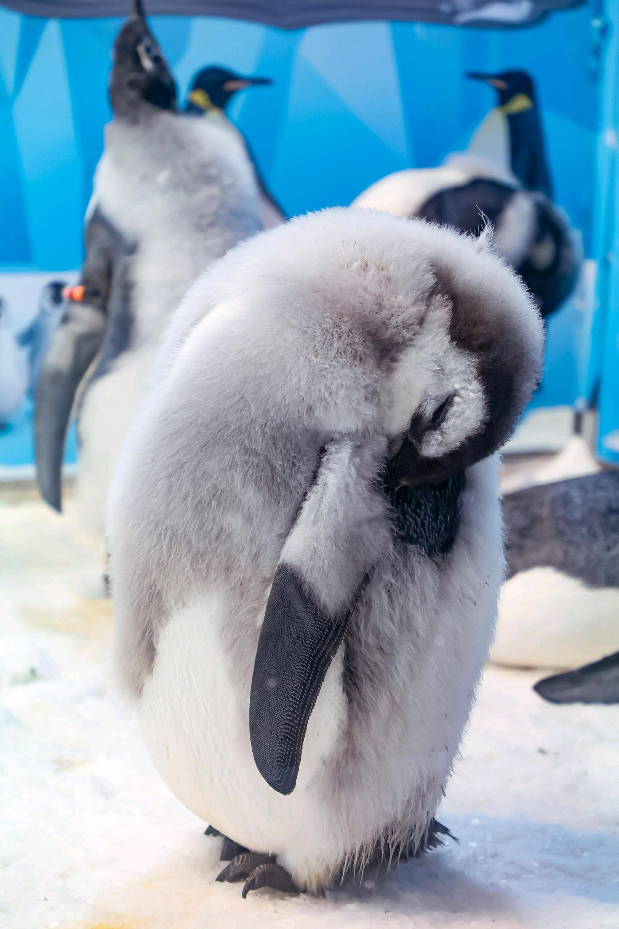 珠海长隆11只企鹅宝宝，换毛中身着“花外套”_搜狐网