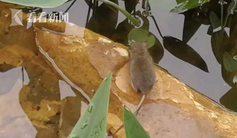 排泄物|出现发烧头疼需警惕！一地出现多例出血热患者！吃草莓会导致出血热？