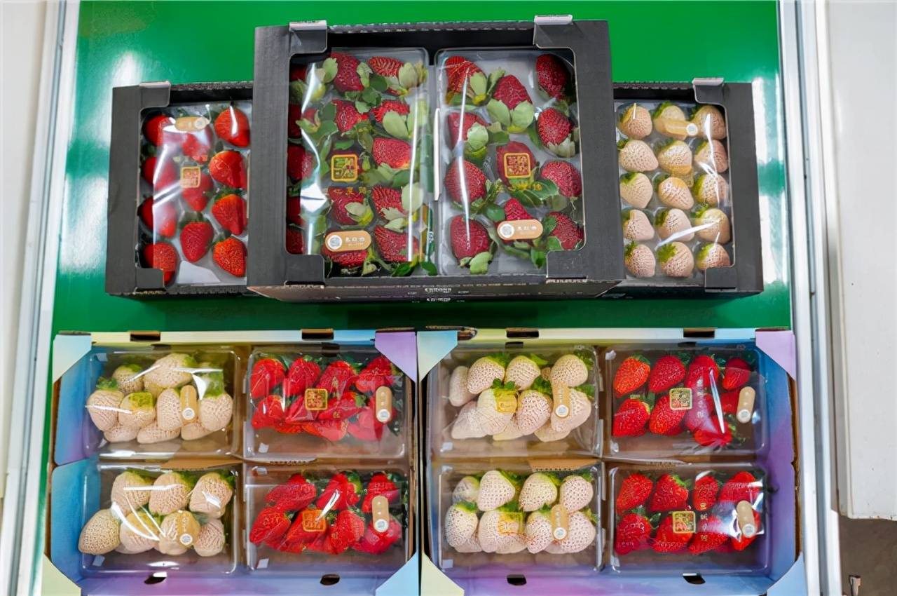 12月20日下午,在万和七彩农业园区的草莓种植大棚内,清新的果香扑面