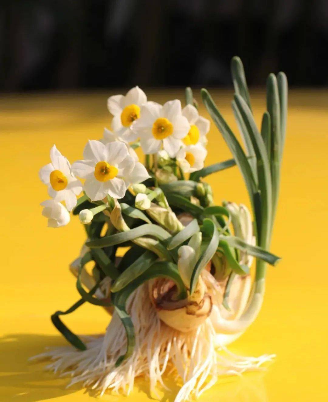 小叶子的手工课丨迎新春,水仙雕刻走起来～_鳞茎_球茎_芽体