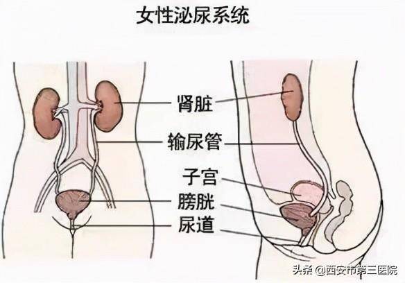尿道位置 女性图片