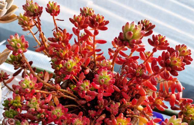 养多肉虹之玉和乙女心做到4点并注意2点冬天上色既水灵又好看