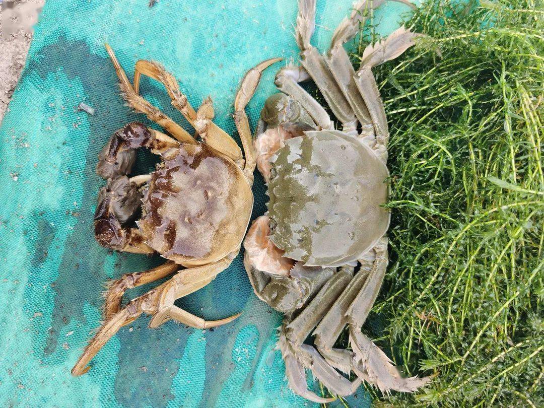 经济学人才转身"养蟹塘主",大闸蟹套养小青龙创新创业效益好_养殖_王