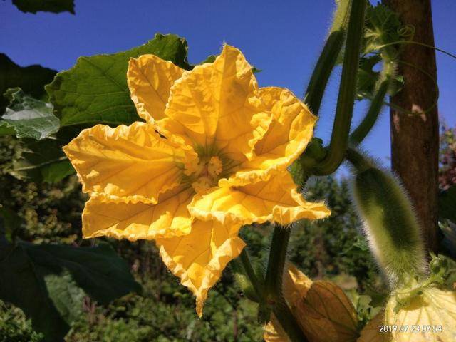 这些蔬菜比花好看 收获之前还能看花 太漂亮了 开花 土豆 萝卜花