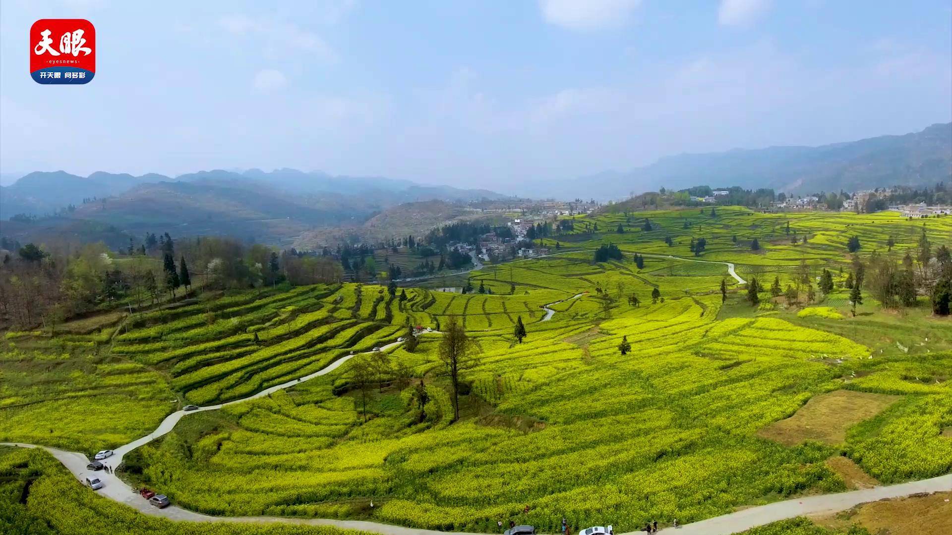 四新四化蹲点采访纳雍县乐治镇发展油菜产业助力乡村振兴