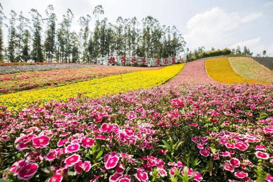 12月26日周日发团特价超值88元起长泰小黄山十里蓝山花海寻梦谷观瀑布
