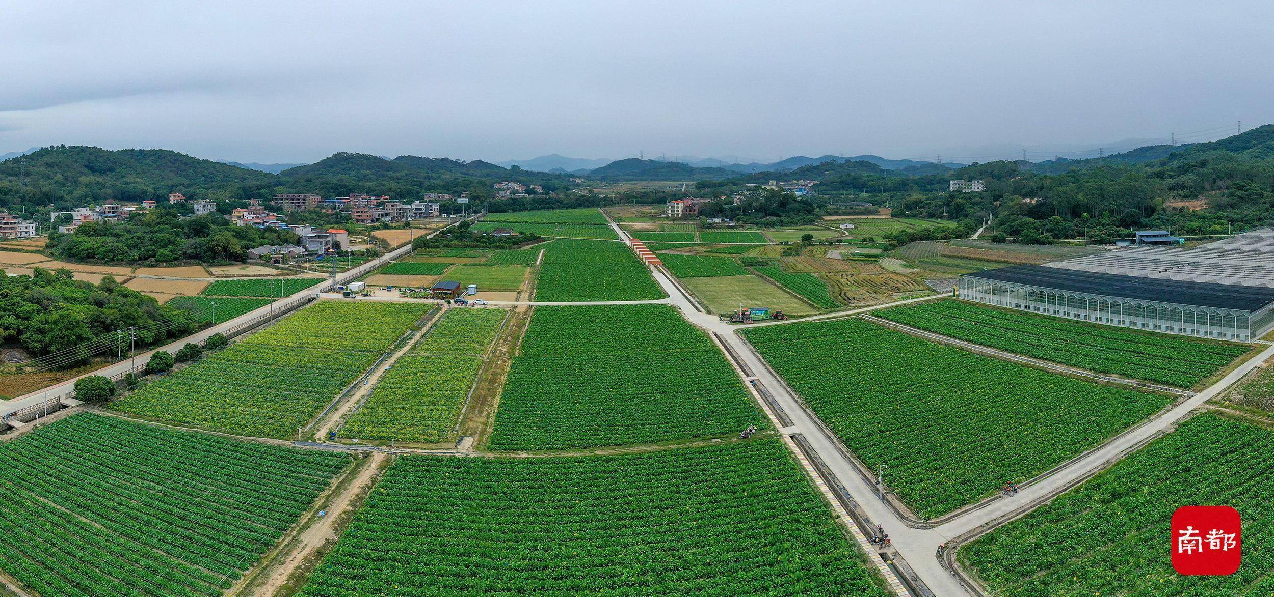 图集冬至日冷雨绵绵北回归线上的发财树火热上市