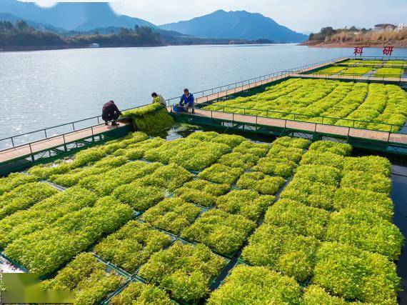 在浙江省杭州市淳安县千岛湖坪山生态浮岛上,工作人员在采收蔬菜