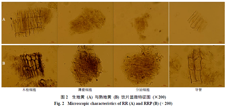 基于粉末和显微特征颜色数字化的生地黄与熟地黄判别